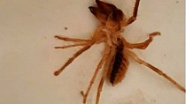 Örümcek tedirginliği - haberi