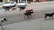 Sokak köpeği dehşeti! - haberi